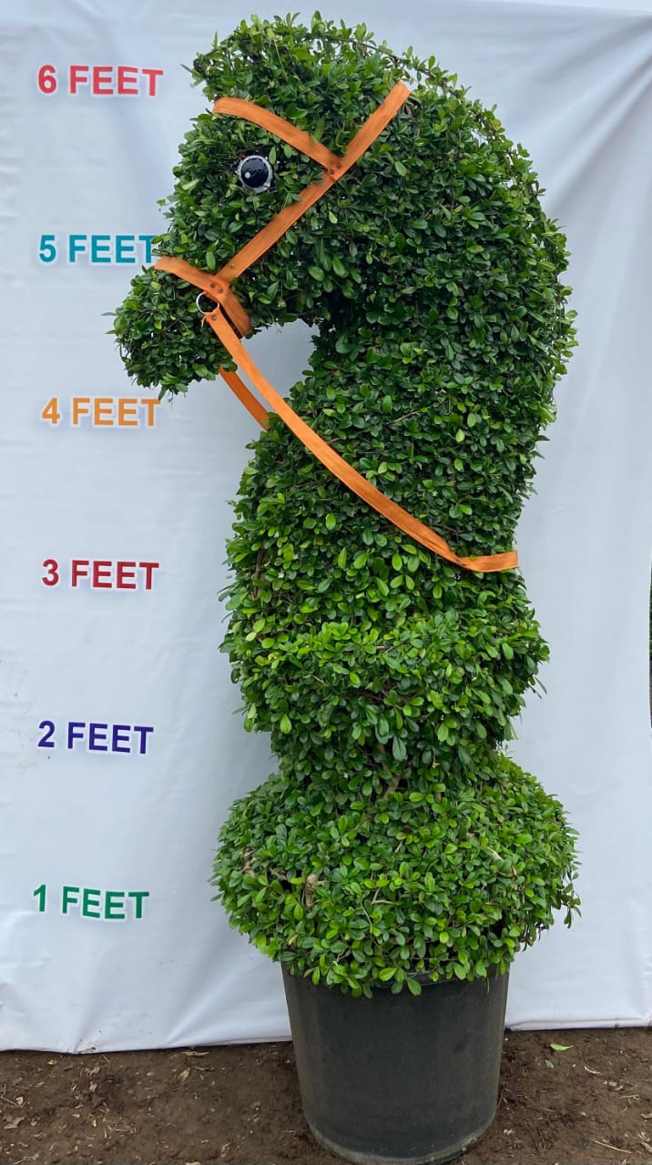 Malphigia Custom Horse Shape